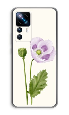 Purple poppy