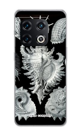 Haeckel Prosobranchia