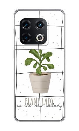 Houseplant on windowpane