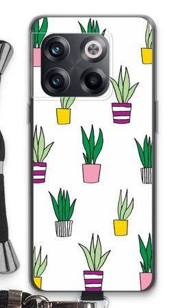 Sanseveria