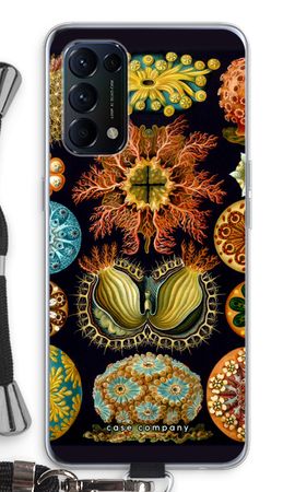Haeckel Ascidiae