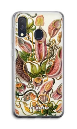 Haeckel Nepenthaceae