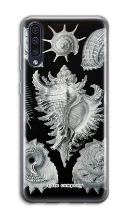 Haeckel Prosobranchia