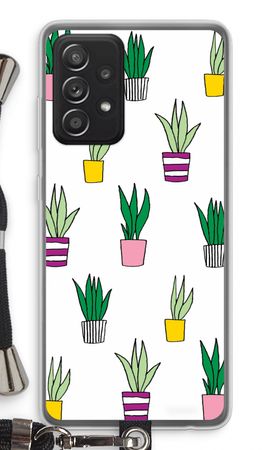 Sanseveria