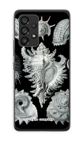 Haeckel Prosobranchia