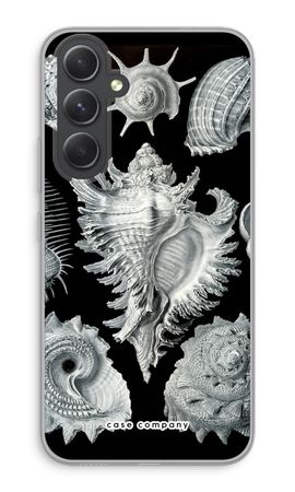 Haeckel Prosobranchia