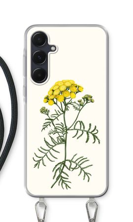 Tansy