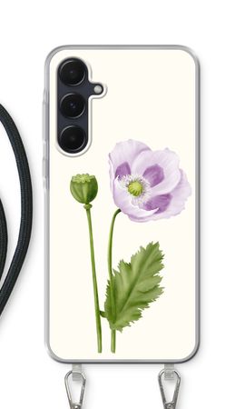 Purple poppy