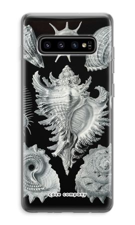 Haeckel Prosobranchia