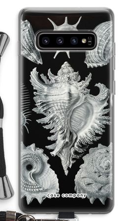 Haeckel Prosobranchia