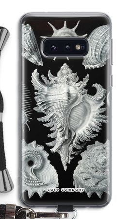 Haeckel Prosobranchia