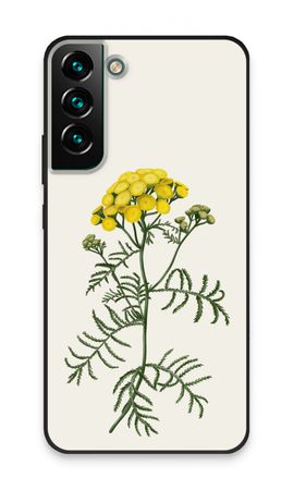 Tansy