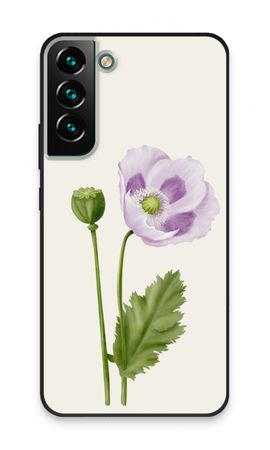 Purple poppy