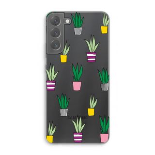 Sanseveria