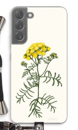 Tansy
