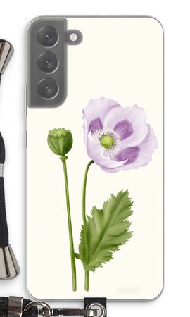 Purple poppy