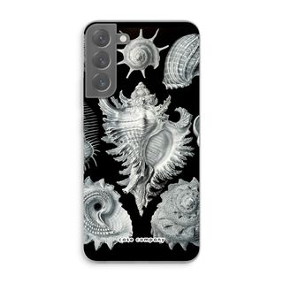 Haeckel Prosobranchia