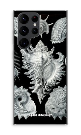 Haeckel Prosobranchia