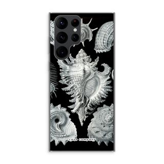 Haeckel Prosobranchia