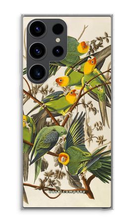 Carolina Parrot
