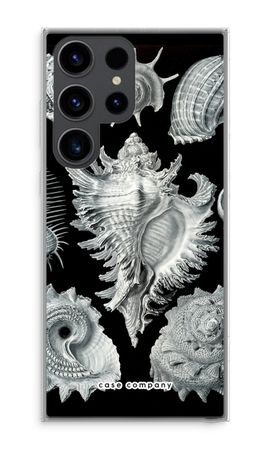 Haeckel Prosobranchia