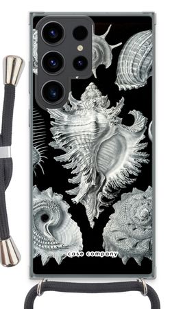 Haeckel Prosobranchia