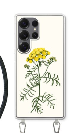Tansy