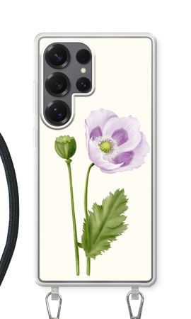 Purple poppy