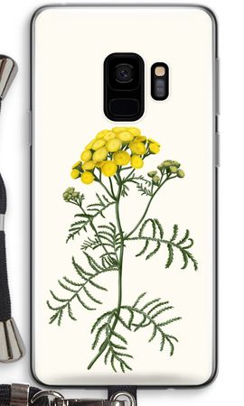 Tansy