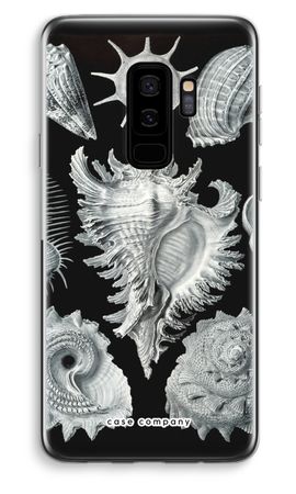 Haeckel Prosobranchia