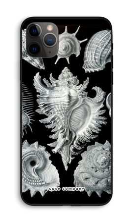 Haeckel Prosobranchia