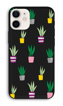 Sanseveria