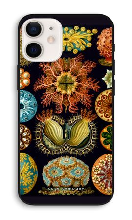 Haeckel Ascidiae