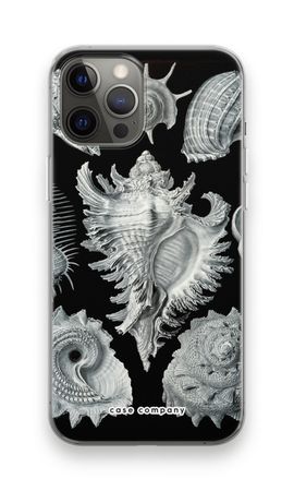 Haeckel Prosobranchia