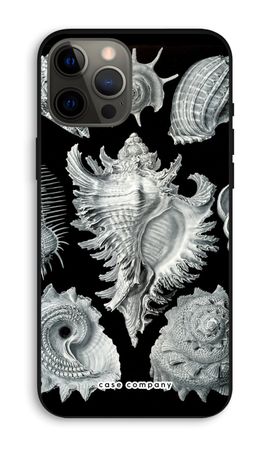 Haeckel Prosobranchia