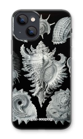 Haeckel Prosobranchia