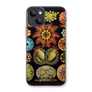 Haeckel Ascidiae