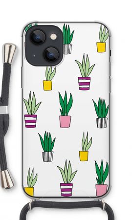 Sanseveria