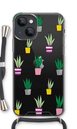 Sanseveria