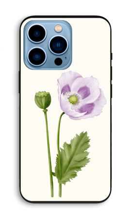 Purple poppy