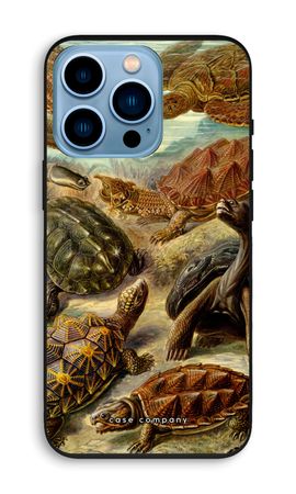 Haeckel Chelonia