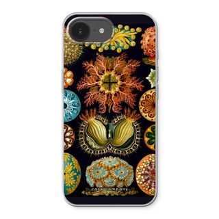 Haeckel Ascidiae