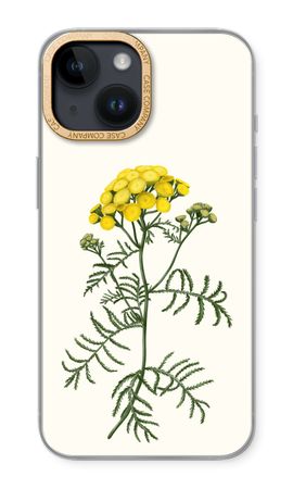 Tansy
