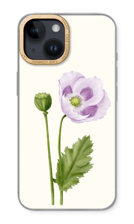 Purple poppy