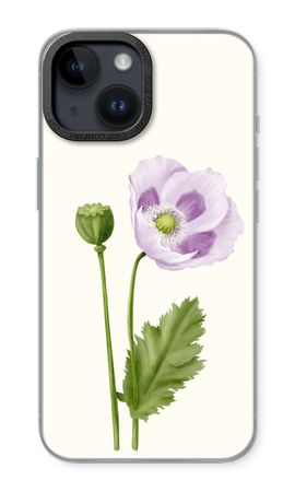 Purple poppy