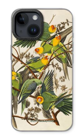 Carolina Parrot