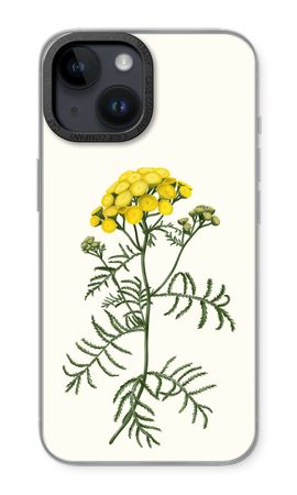 Tansy