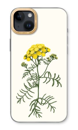 Tansy