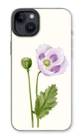Purple poppy