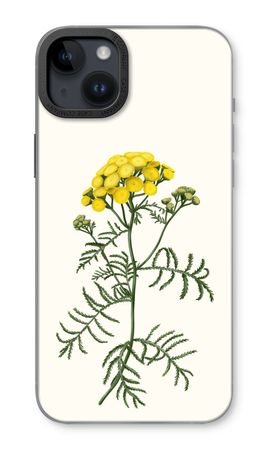 Tansy